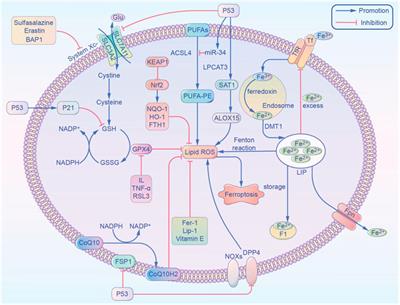 The Role of Ferroptosis in Acute Kidney Injury